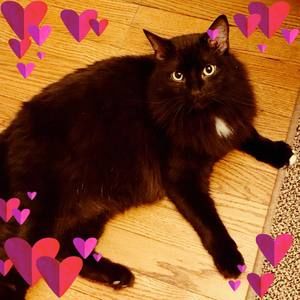 Meet your Posher, Dylan